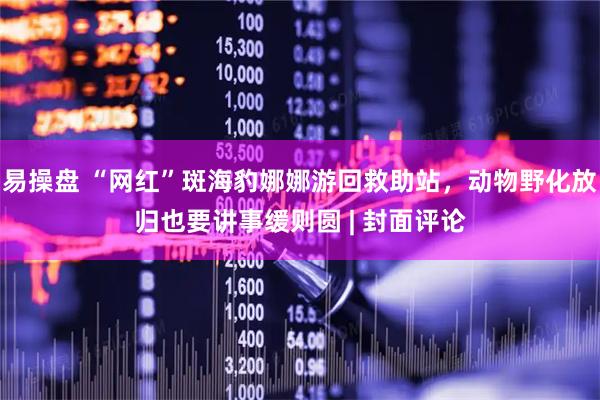 易操盘 “网红”斑海豹娜娜游回救助站，动物野化放归也要讲事缓则圆 | 封面评论